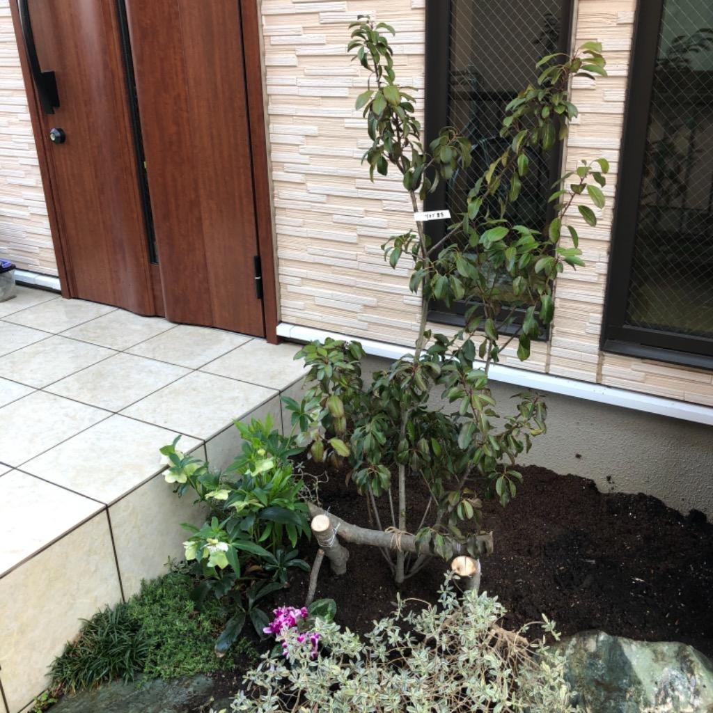 送料無料　庭木・植木・シンボルツリー：ソヨゴ　単木　樹高120ｃｍ　佐川急便発送 ◎現品発送◎ 常緑樹:ソヨゴ 株 根巻 1.5m常緑中高木