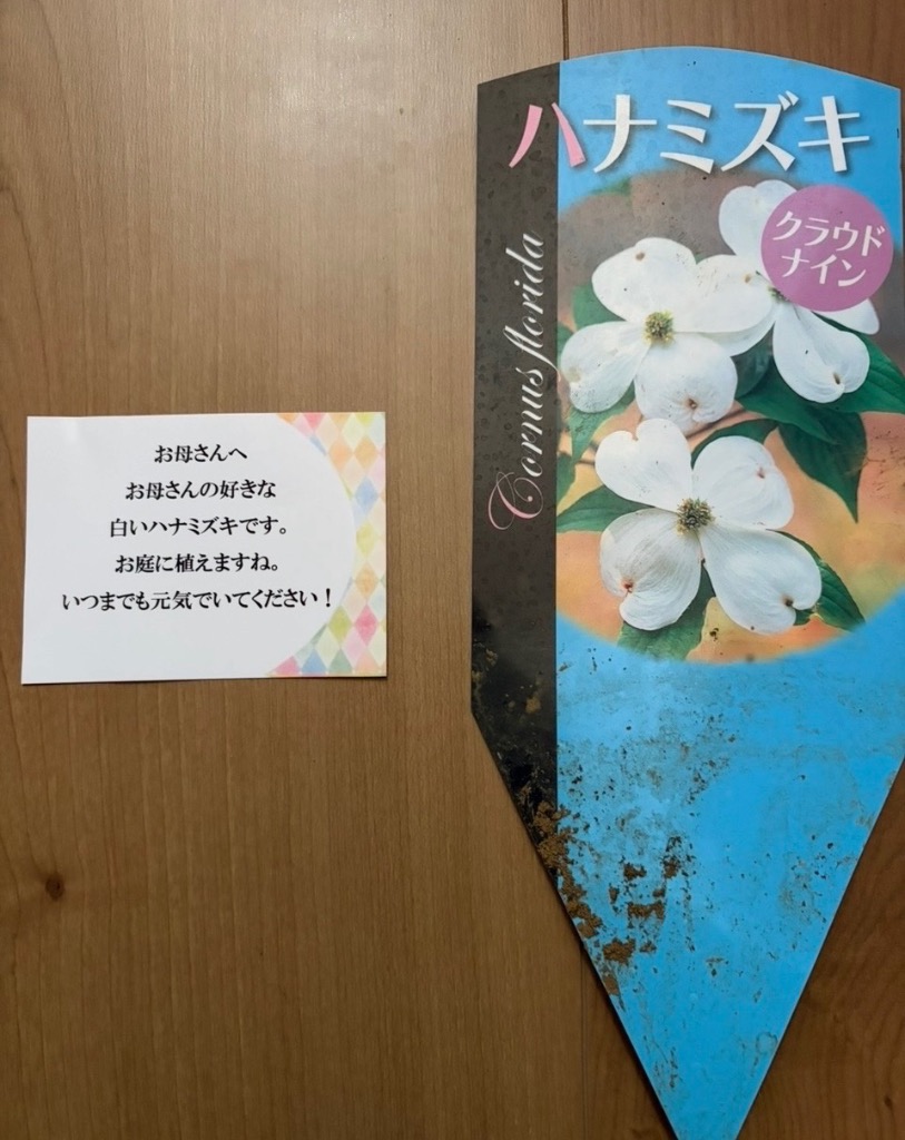 訳あり 庭木：花水木（ハナミズキ）5号ポット 選べる2種セット