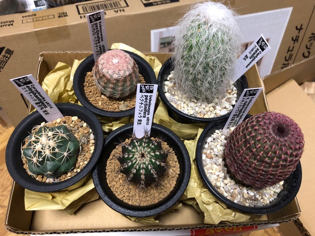 サボテン：ケファロケレウス 翁丸*幅4cm : 遊恵盆栽 Yahoo!店