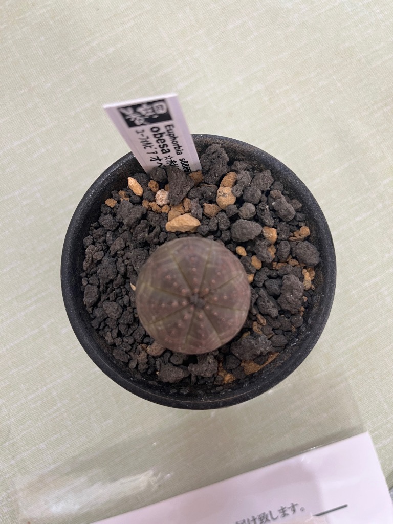 POP様売約 ユーフォルビア オベサ【メス】現品 ポットごと発送 VCD Euphorbia obesa var.NORMAL – BOTANIZE