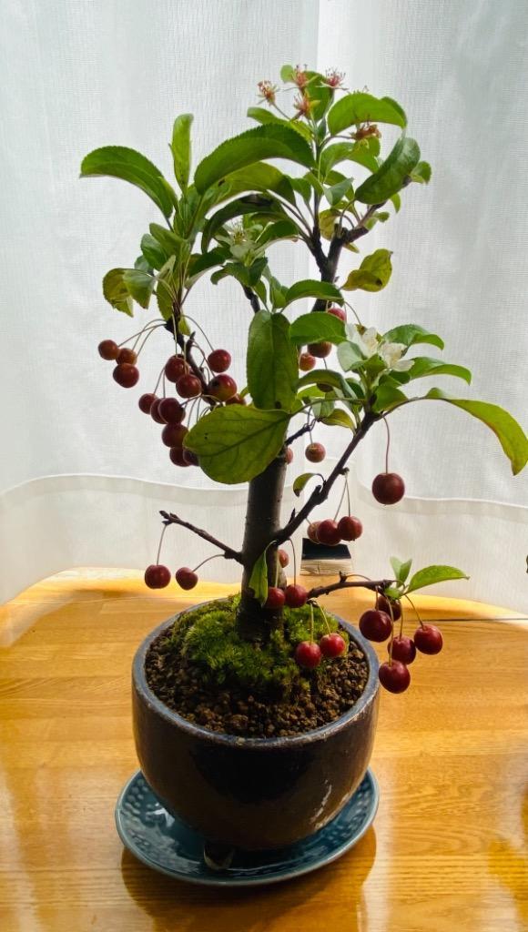 小品盆栽：深山かいどう(信楽焼鉢)*実物 鉢植え bonsai :y0664:遊恵盆栽 Yahoo!店 - 通販 - Yahoo!ショッピング