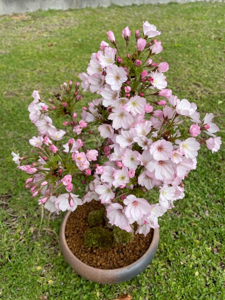 古瀬戸花入 人気桜盆栽：御殿場桜(瀬戸焼三彩鉢)* (2025年開花終了) bonsai