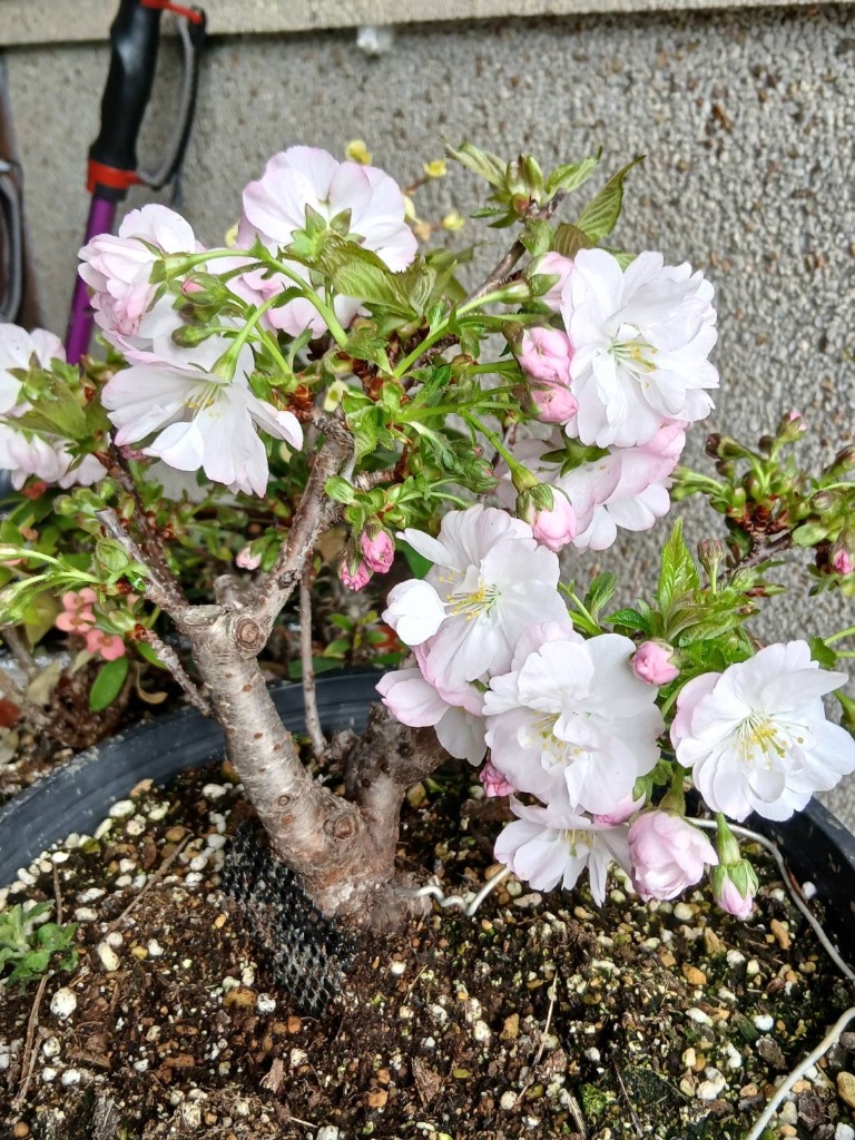 ・インテリア枯れない盆栽　八重桜・しだれ梅・菖蒲・柚子・葡萄・南天他　計11点 桜盆栽：八重桜(信楽焼鉢）* (2026年開花終了) お花見 誕生日 祝 旭山