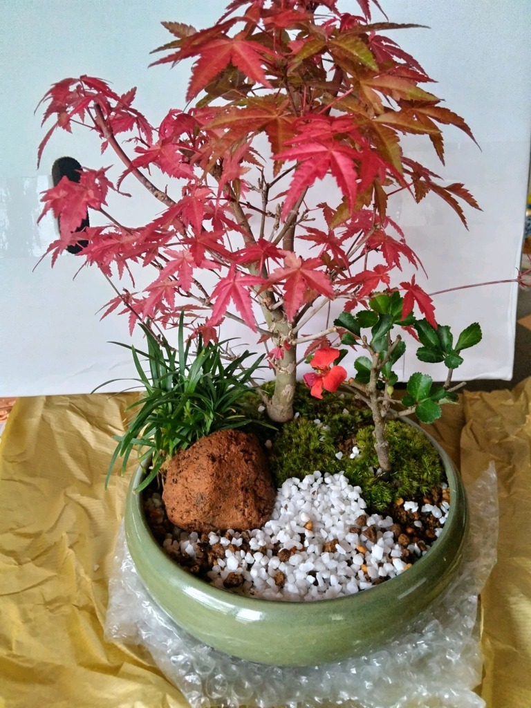 【8月限定】●A・B・C3品セット　出猩々紅葉 出猩々もみじ 紅葉盆栽 もみじ 盆栽：出猩々もみじ大*(瀬戸焼青鉄鉢) momiji モミジ 紅葉