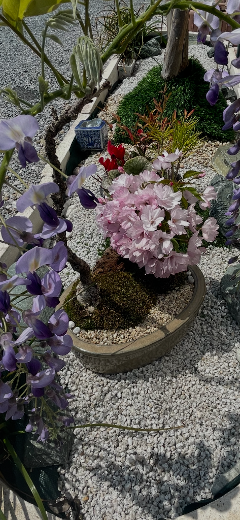 盆栽：桜・藤寄せ植え*陶器鉢* (2025年春開花予定) さく (鉢が