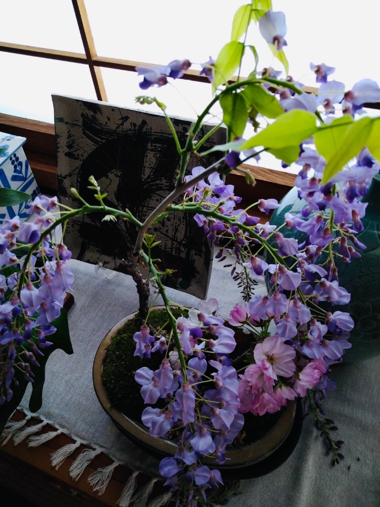 盆栽:桜・藤寄せ植え*陶器鉢* (2025年開花終了) さく (鉢が 盆栽:桜・藤寄せ植え*陶器鉢* (2025年開花終了) さく (鉢が