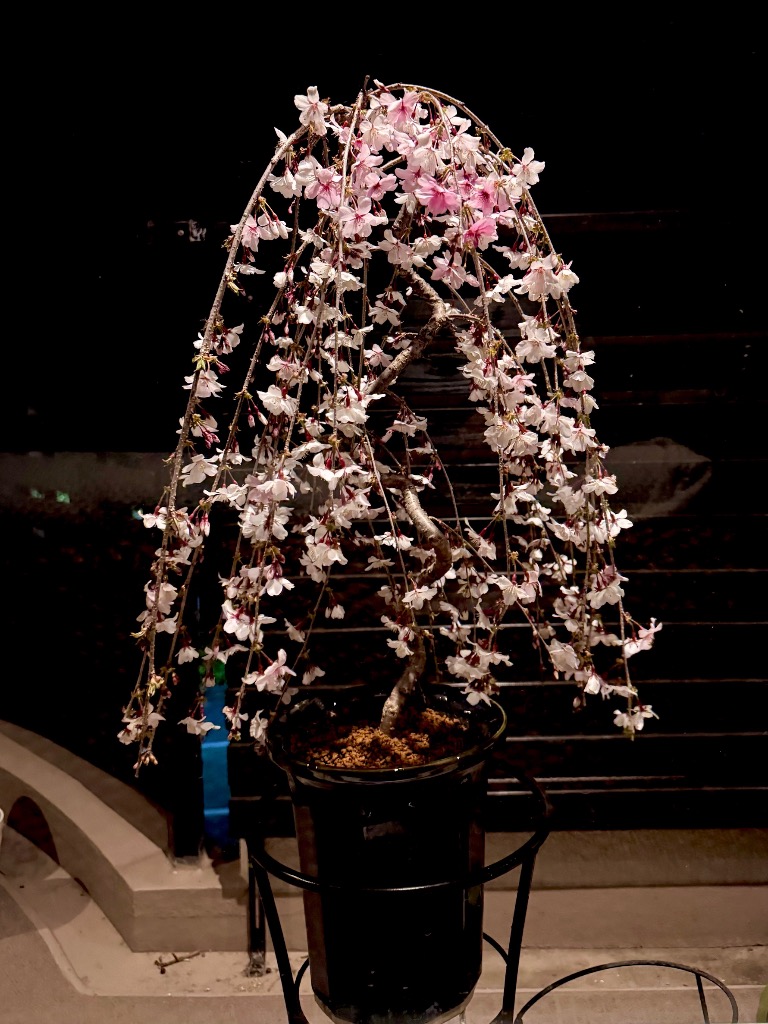 花飾り 和飾り◇桜◇リンゴの花◇ヘッドドレス☆*:.桜ピンク #cherry