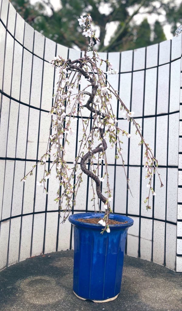 お盆セール　美品　らでんしだれ桜　文庫 盆栽：しだれ桜(富士桜）深鉢*＜2025年春開花終了＞ bonsai
