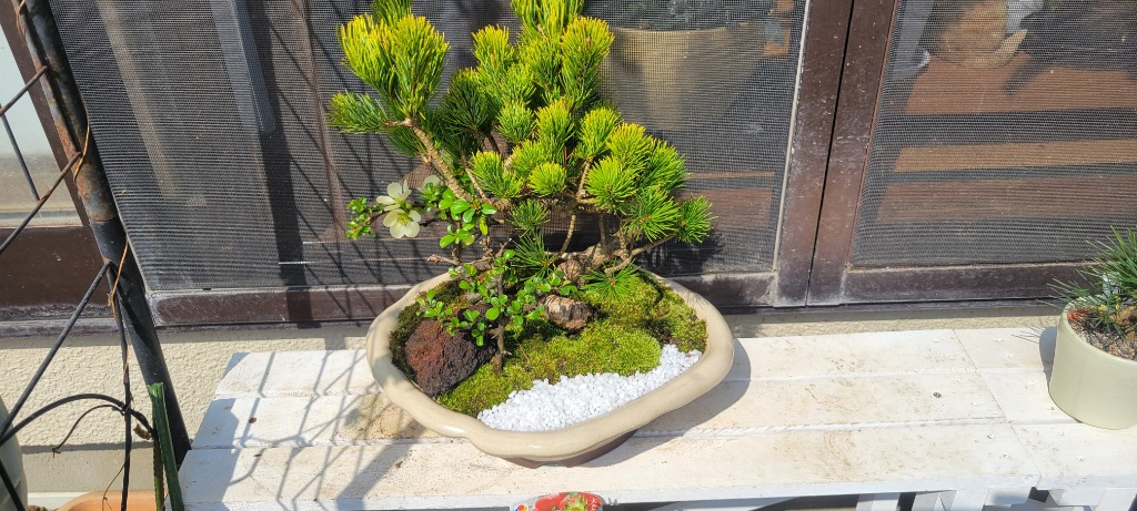 盆栽：五葉松・紅白長寿梅寄せ植え(瀬戸焼変形白釉鉢)* 鉢植え