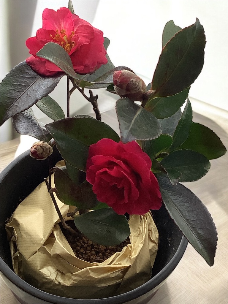 武末日臣　刷毛目輪花小鉢 刺しゅうキット オリムパス クロスステッチ 「日本の美」名作選