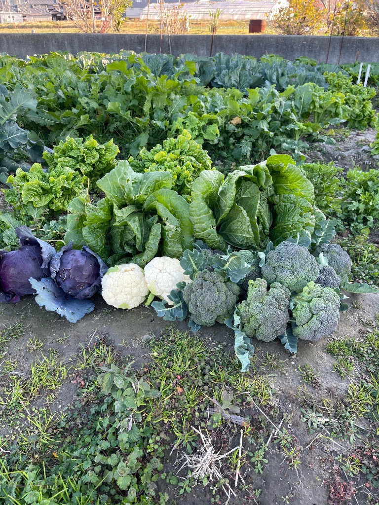 木灰 草木灰 20kg 1俵 国産 灰 肥料 陶器 あくまき こんにゃく