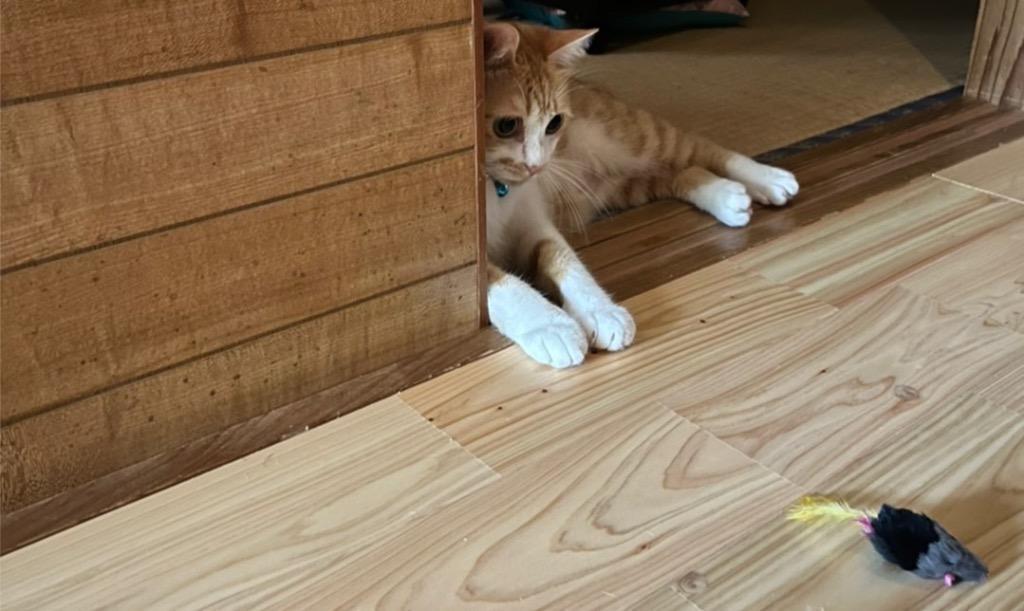 レビュー画像