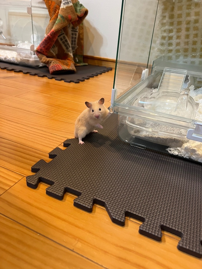レビュー画像