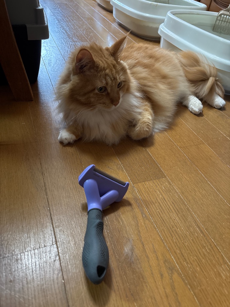 レビュー画像