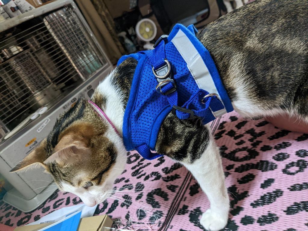 猫服と青いハーネス、首輪、リードセット(おまけ付き) Amazon | ねこモテ オールドフラワー01 胴輪セットN 青 [猫用