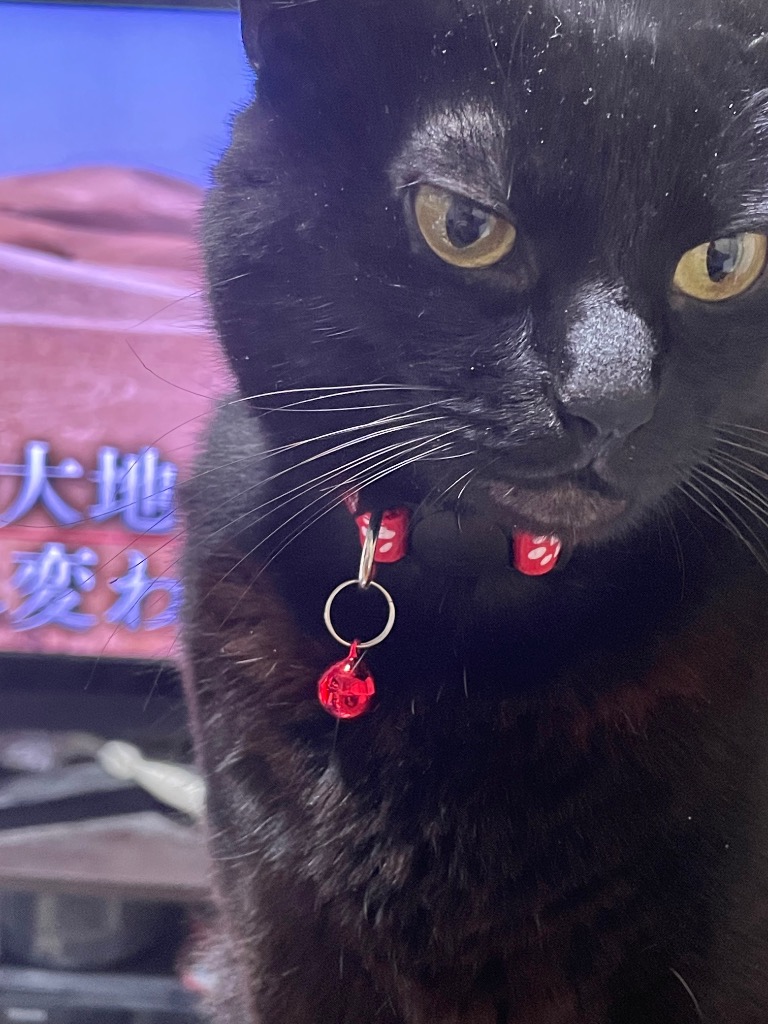 猫 首輪 安全 鈴 ストレスフリー ねこ ペット 肉球柄 かわいい