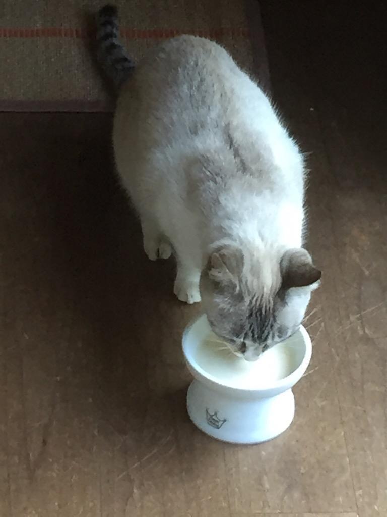キャティーマン ネコちゃんの牛乳 シニア用 ２００ｍｌ 猫 ミルク