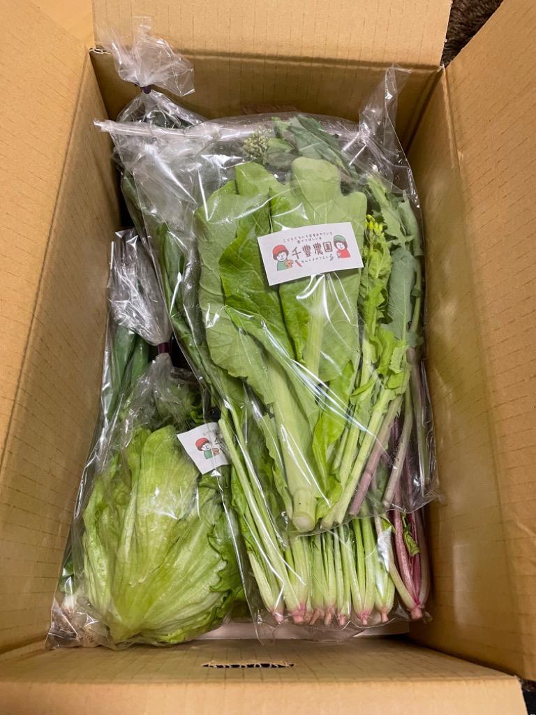 京丹後産 旬の野菜 5〜8種たっぷり詰め合わせ 6ヶ月 春 秋 とれたて たっぷり 野菜 厳選 6回 定期便 お試し お野菜 セット 旬 詰め合わせセット  大容量 冬 うれしい 詰合わせ サラダ 京丹後 新鮮 小 献立 夏 季節もの 毎月 詰め合わせ