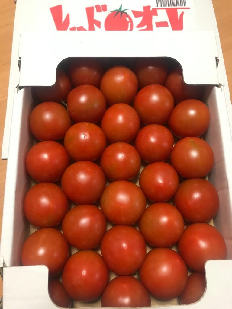 ふるさと納税 静岡市 静岡市清水区産 レッドオーレ1kg(30玉入り) :1111288:さとふる 通販 