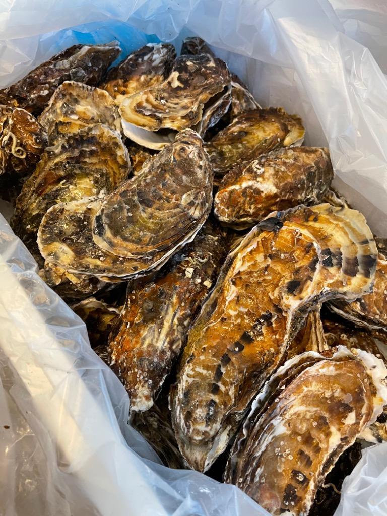 さとふるふるさと納税 廿日市市 宮島が育んだ冷凍牡蠣 殻付き 15ヶ入