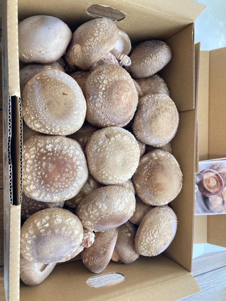 ふるさと納税 南魚沼市 厚いにもほどがある 八色しいたけ1kg