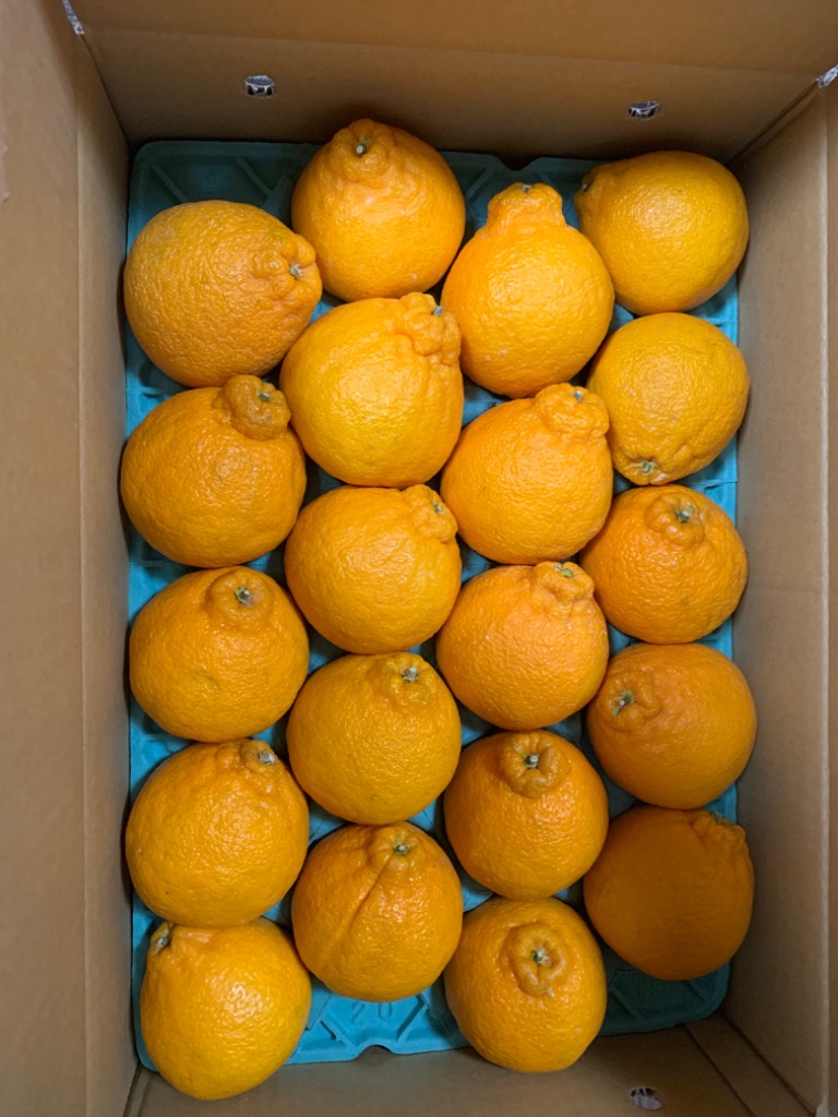 ふるさと納税 湯浅町 糖度13度以上　JAありだAQ中央のデコポン(和歌山県産)　秀品　約5キロ(12〜24玉) 糖度13度以上 JAありだAQ中央のデコポン(和歌山県産) 秀品 約5キロ(12