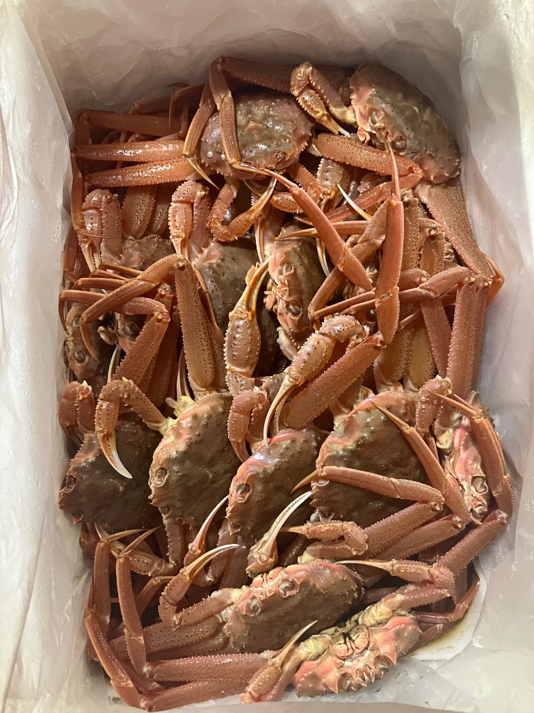 北海道産活オオズワイガニ 訳あり品 10杯 北海道産 訳あり 活オオズワイ蟹 1kg詰 お取り寄せ チルド 冷蔵