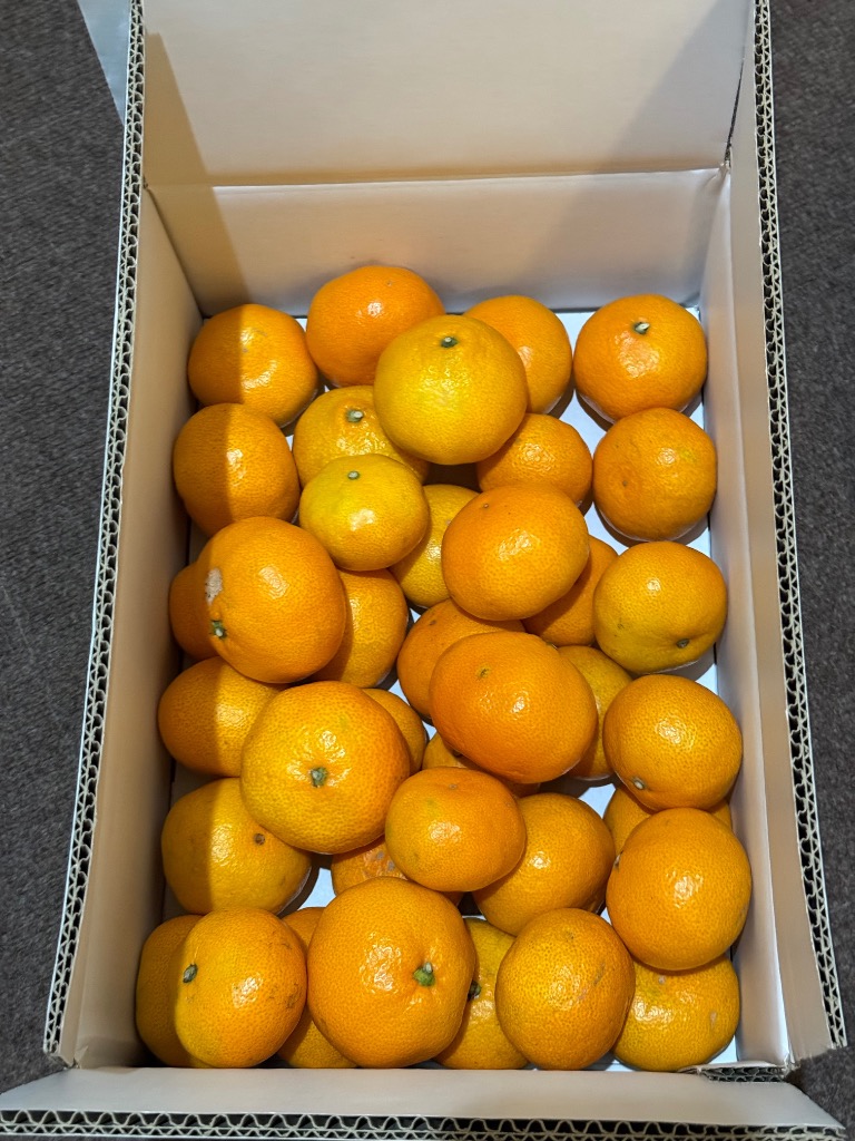 ふるさと納税 愛南町 【高評価☆4.4】 訳あり 愛媛みかん 5kg みかん