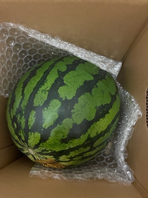 スイカさん（╹◡╹）大きい（╹◡╹） 楽天市場】送料無料 黄色 大玉 スイカ 甘い ギフト 金色羅皇