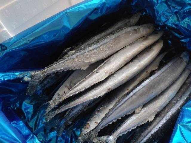 IQF冷凍サンマ・さんま・秋刀魚 “中” 118〜136ｇ 30尾（3.7〜4.0kg） :rs3730:村山栄次商店 - 通販 -  Yahoo!ショッピング