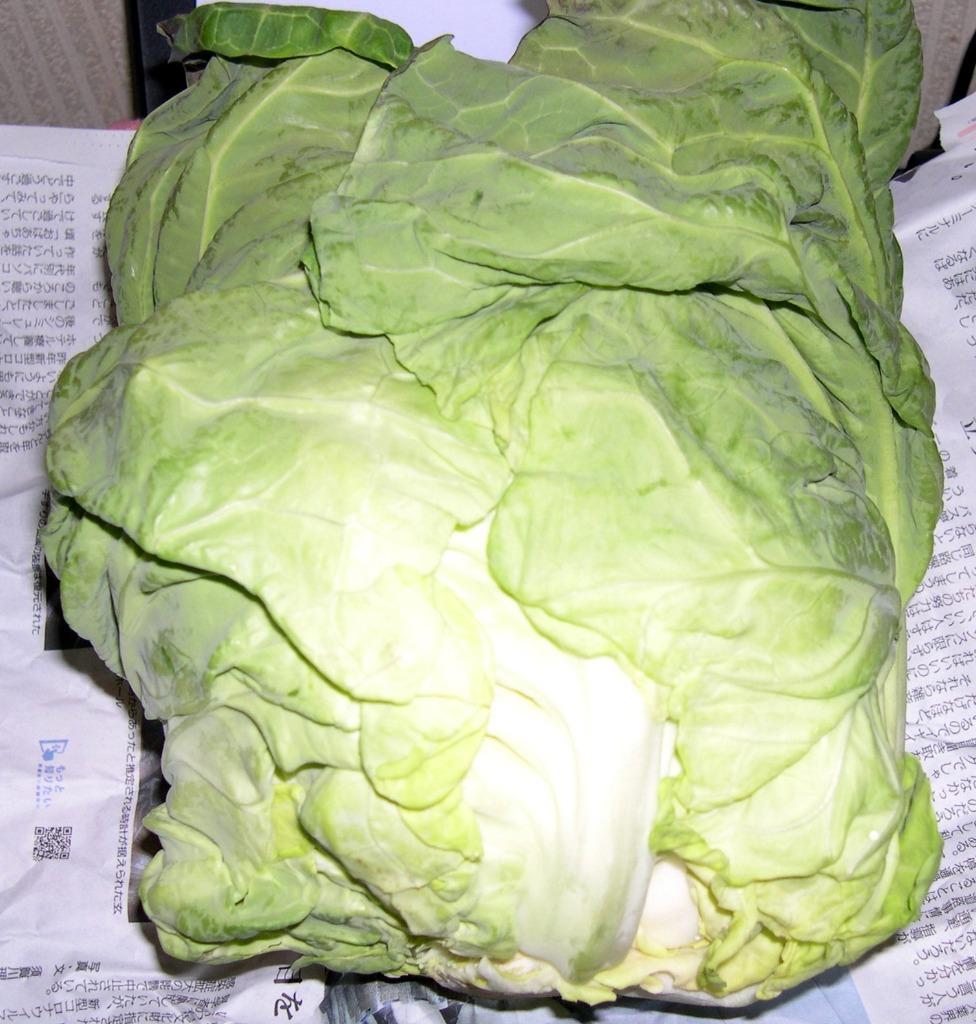 中早生キャベツ １玉 九州産 :kyushu-cabbage-1:山本商店ヤフー店 - 通販 - Yahoo!ショッピング