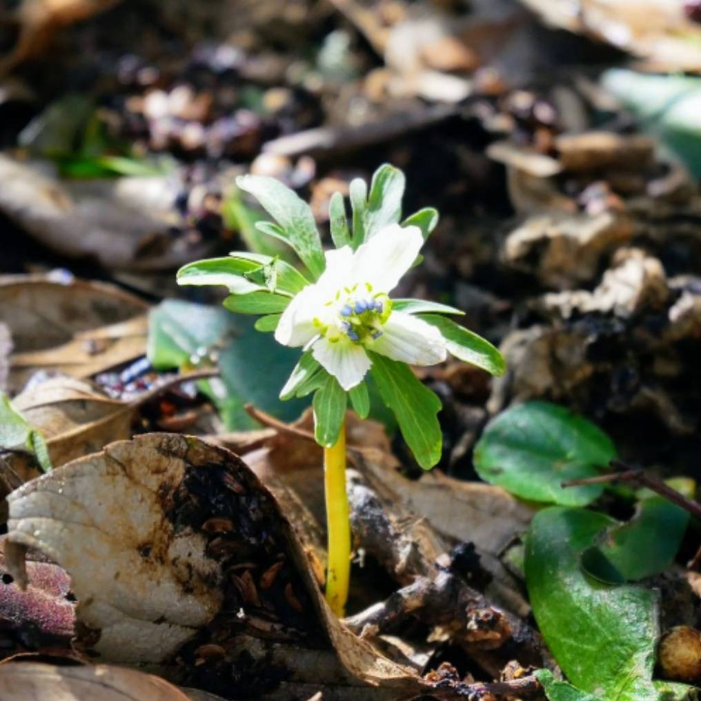 山野草 節分草（セツブンソウ）「緑花、4輪花」 初花から3年以上 2