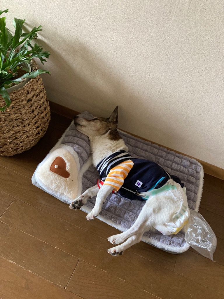 レビュー画像