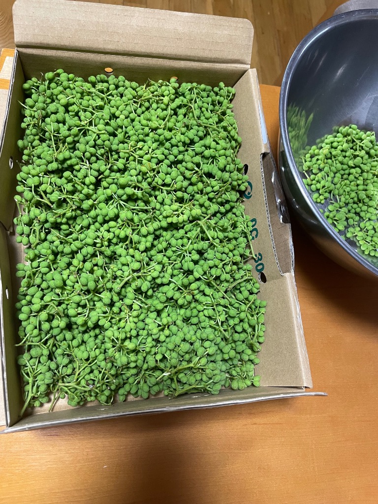 増量中!!☆クール便 ☆青森県産 新鮮 山椒の実 1kg 順次出荷】実山椒 500g (青山椒・生山椒・さんしょう／和歌山県