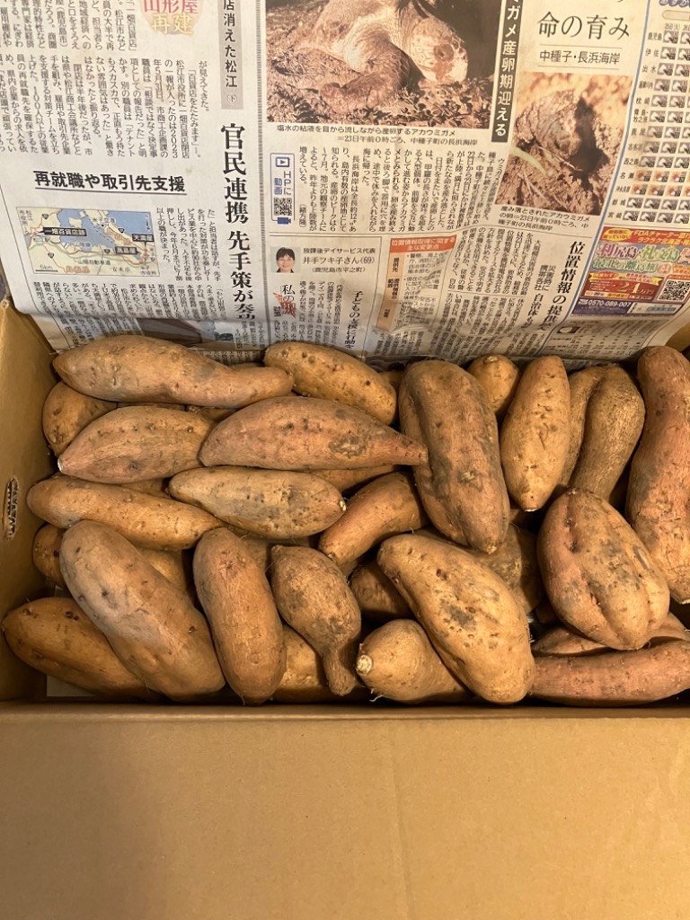 【後藤】訳あり マロンゴールド 150kg さつまいも333 タマチャンショップ マロンゴールド 栗黄金 鹿児島産 2kg