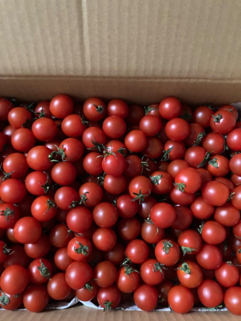ミニトマト 送料無料 北海道産 ミニトマト Lサイズ 4kg(4キロ) 価格 4880円 トマト とまと