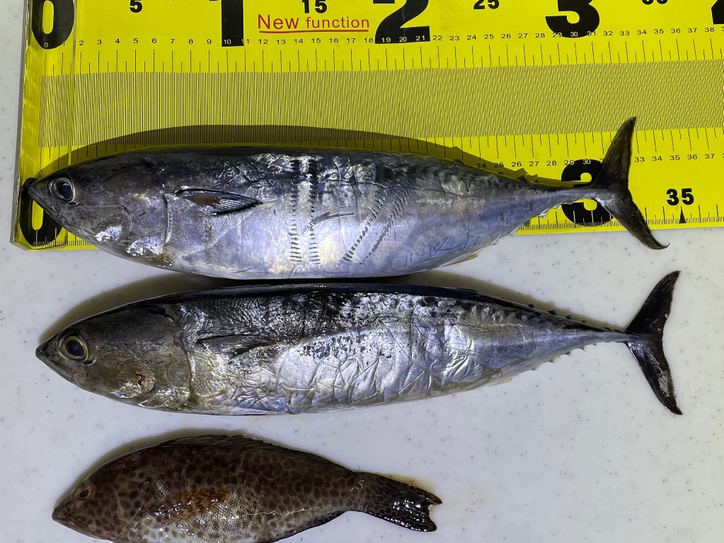 Gamakatsu がま磯 汐来防3 遠投BH 5.3m がま磯 釣り 磯竿 - 最