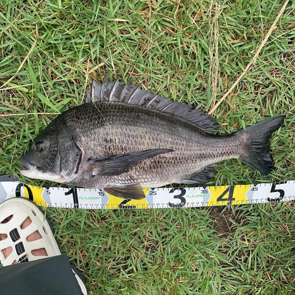 宇崎日新 INGRAM 稲穂 CIM 0.5号 3604 : 釣具のFTO - 通販 - Yahoo