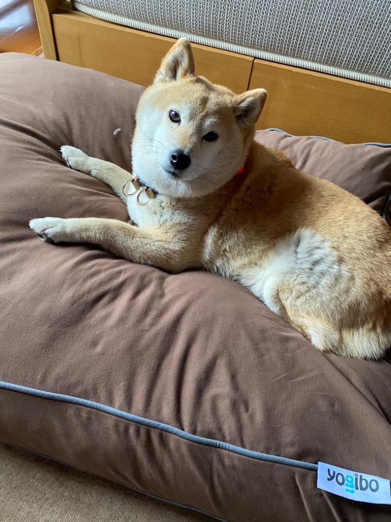 【オンラインストア限定】 Doggybo Max ドギボー マックス ペット クッション ベッド 大型 ヨギボー : dgb-l :  Yogibo公式ストア - 通販 - Yahoo!ショッピング
