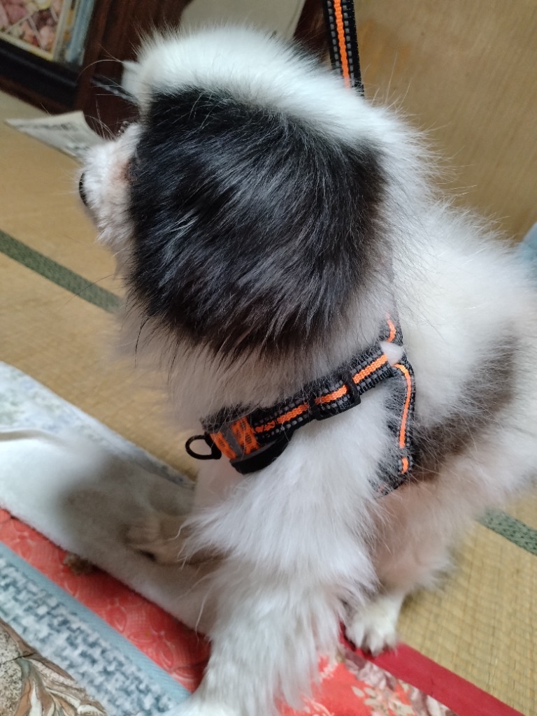LaLUCA 犬 ハーネス リード 抜けにくい 小型犬 中型犬 大型犬