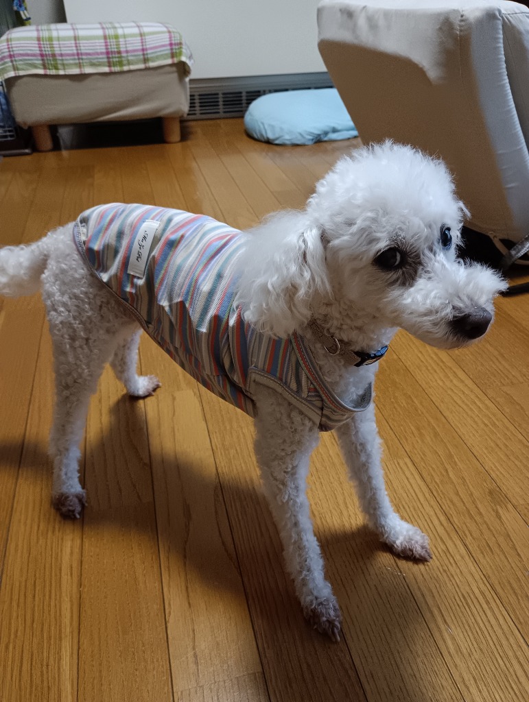 レビュー画像
