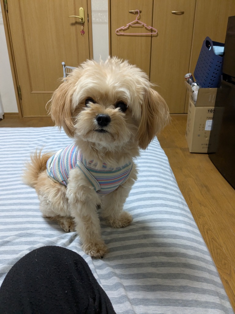 レビュー画像