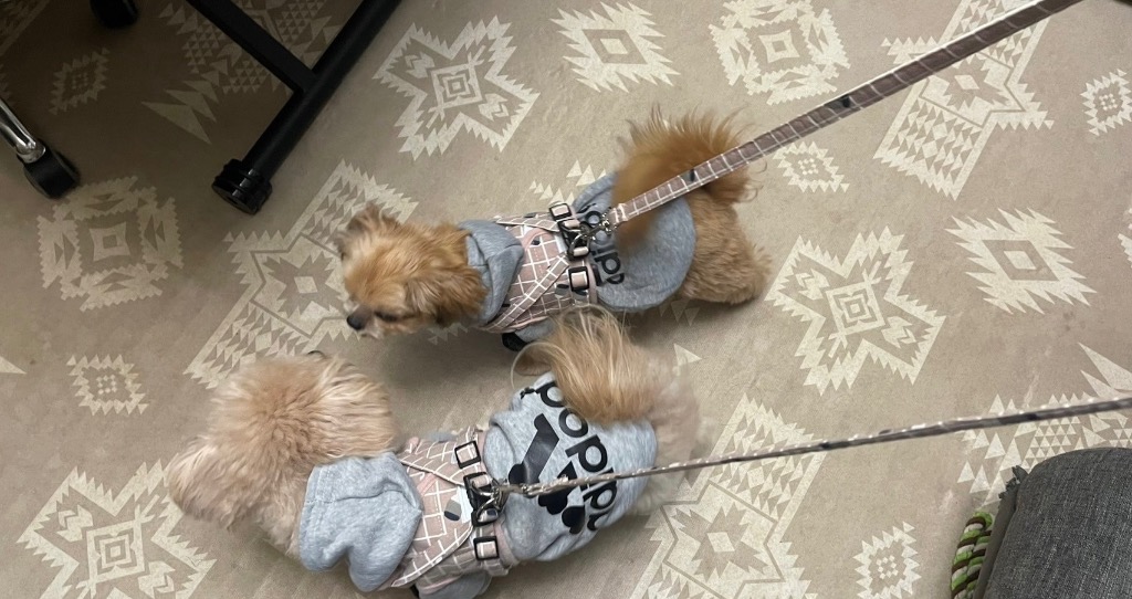 LaLUCA 犬 ハーネス リード 小型犬 中型犬 猫 おしゃれ かわいい LaLUCA 犬 ハーネス リード 小型犬 中型犬 猫 おしゃれ かわいい