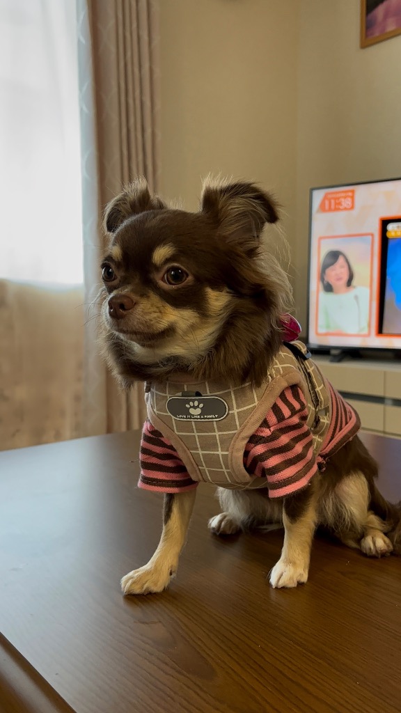 LaLUCA 犬 ハーネス リード 小型犬 中型犬 猫 おしゃれ かわいい LaLUCA 犬 ハーネス リード 小型犬 中型犬 猫 おしゃれ かわいい