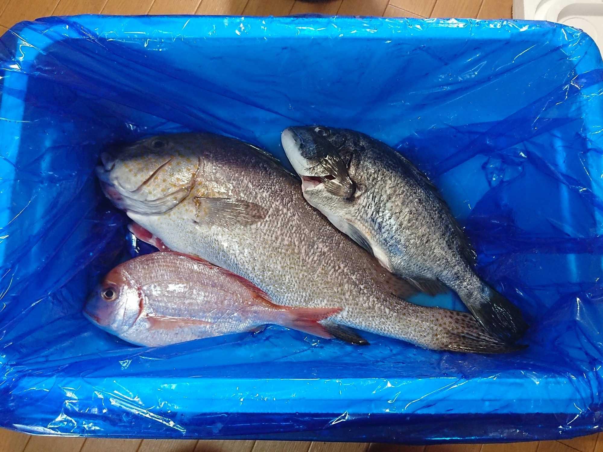 よか魚のお試し新鮮鮮魚セット 初回限定 鮮度抜群 おためし鮮魚のレビュー 口コミ Yahoo ショッピング Paypayボーナスがもらえる ネット通販