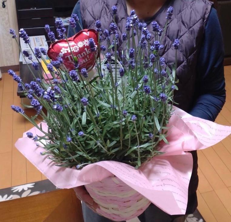 母の日 ギフト イングリッシュラベンダー 鉢植え ネット限定 母の日 ギフト イングリッシュラベンダー 鉢植え ネット限定