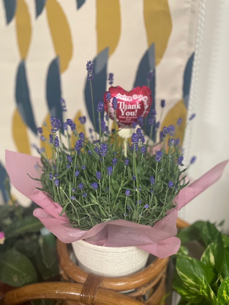 母の日 ギフト イングリッシュラベンダー 鉢植え ネット限定 母の日 ギフト イングリッシュラベンダー 鉢植え ネット限定