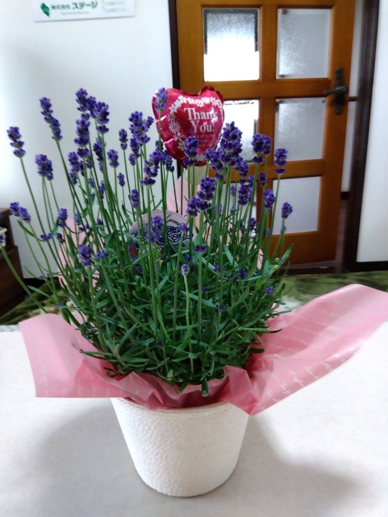 母の日 ギフト イングリッシュラベンダー 鉢植え5号鉢 爆買 : Hana Uta
