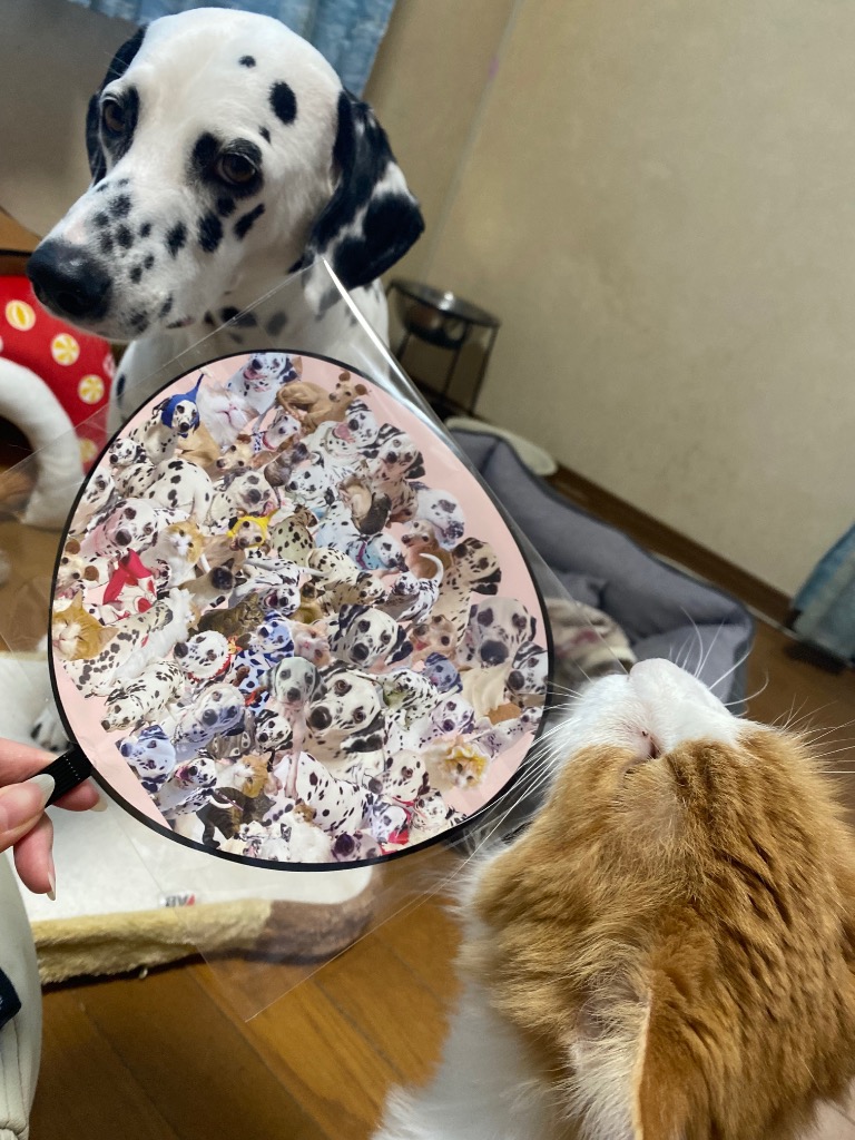3件目のレビュー画像 | 1