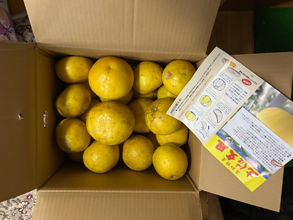 文旦 《本当に訳あり》 土佐文旦 10kg サイズお任せ (約20〜30玉